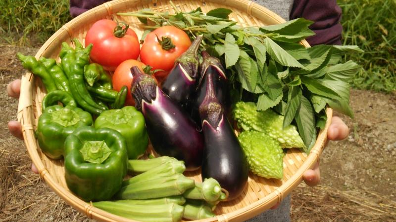 岩倉で夏野菜を収穫しよう! 岩倉で夏野菜を収穫しよう!